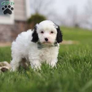 Mason, Cavapoo Puppy